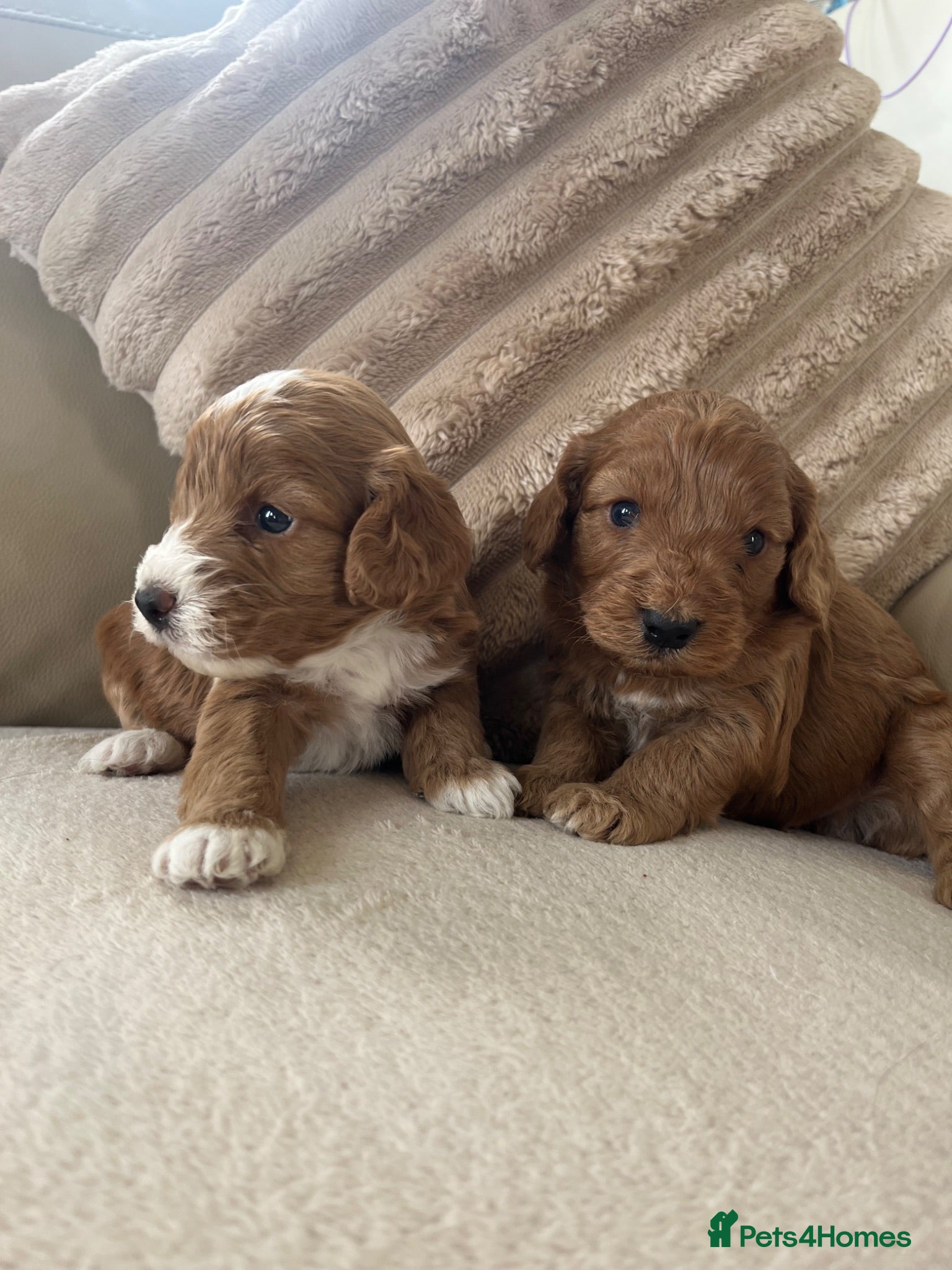 Cockapoo dogs   Stunning cockapoo’s puppies - Advert 5
