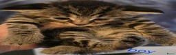 Mixed Breed cats for sale: 3 kittens mixed breed - Advert 10
