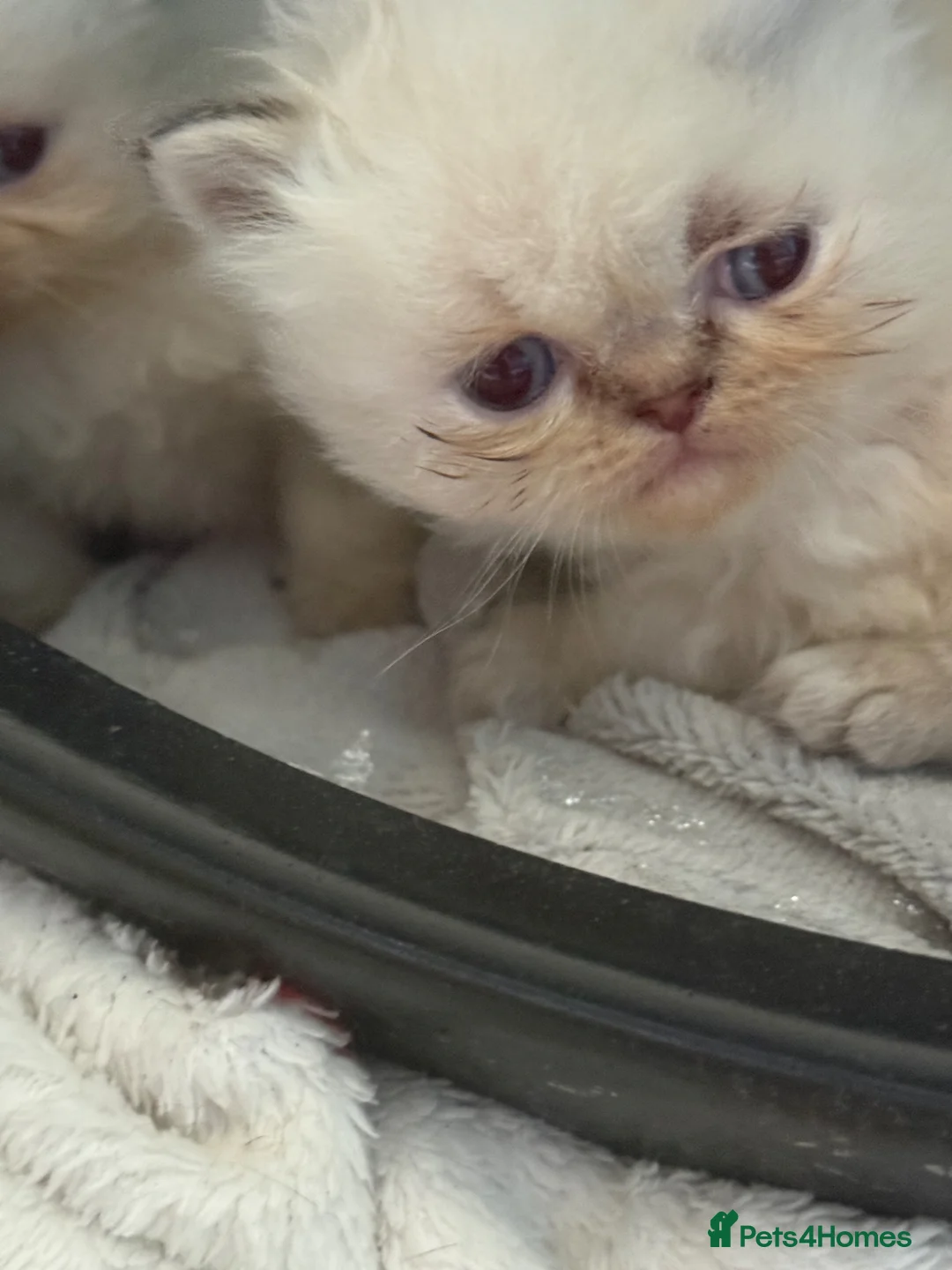 Persian cats for sale: Beautiful blue eyed  **  kittens in Bristol - Advert 6