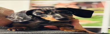 Miniature Dachshund 3