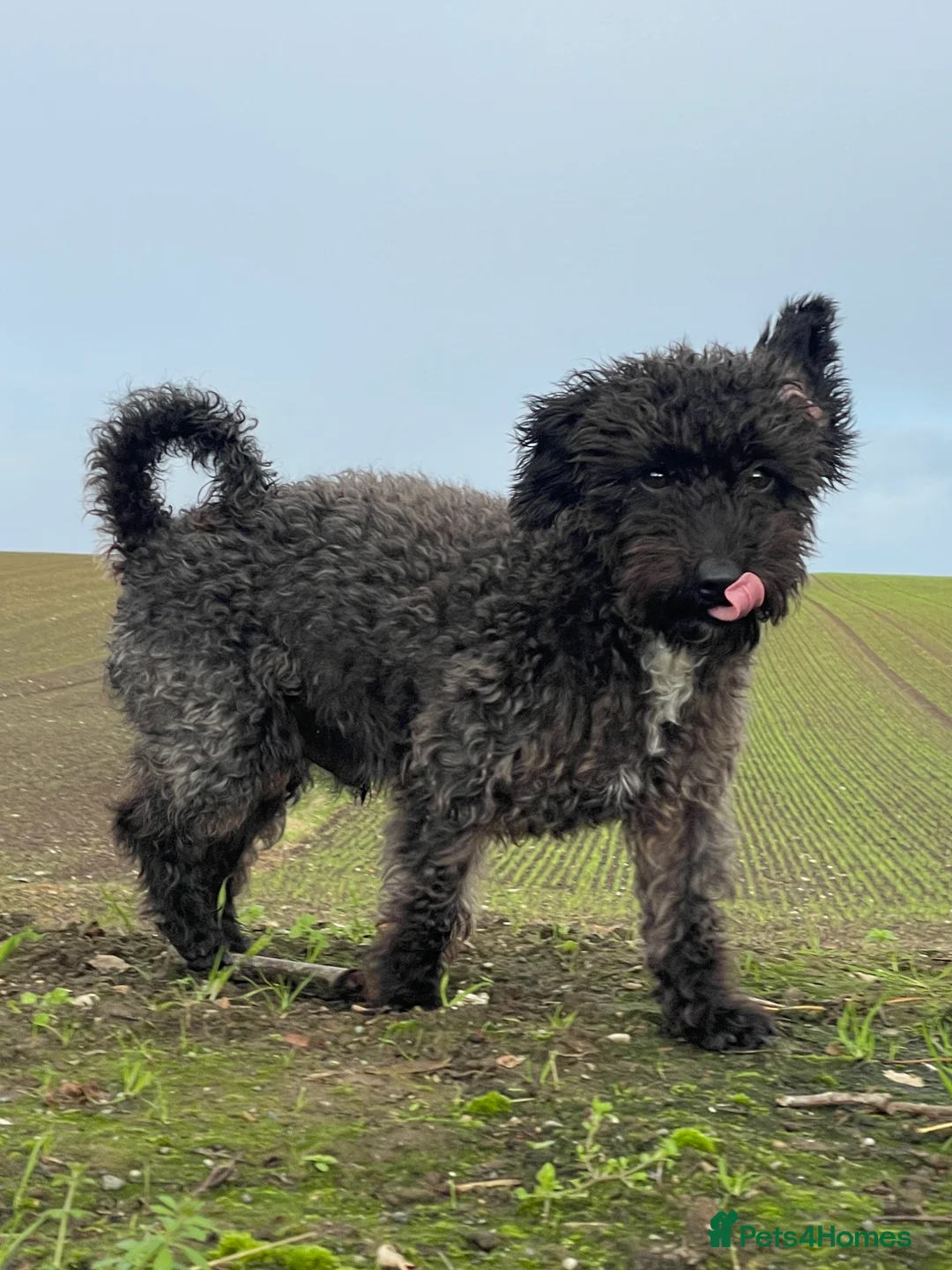 Jackapoo dogs for stud: Gorgeous Jackapoo Available for Stud - Advert 1
