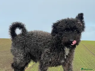 Jackapoo dogs Gorgeous Jackapoo Available for Stud - Advert 2