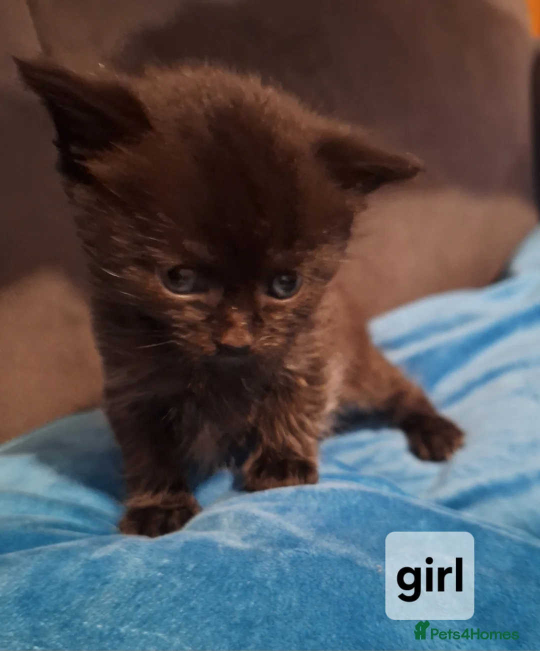Mixed Breed cats for sale: Adorable Kittens for Sale – Ready 21 April - Advert 2