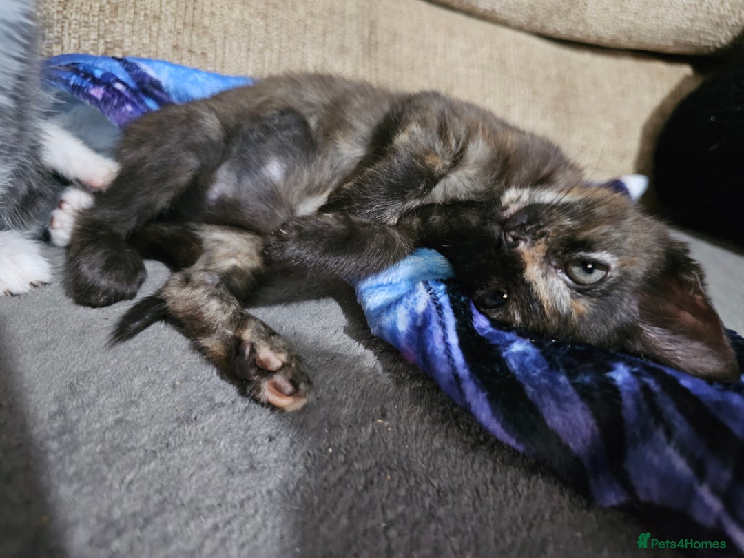 Mixed Breed cats for sale: Adorable kittens for sale - Advert 9