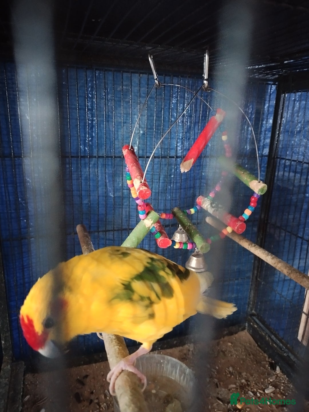 Parakeets birds for sale: For sale  - Image 8