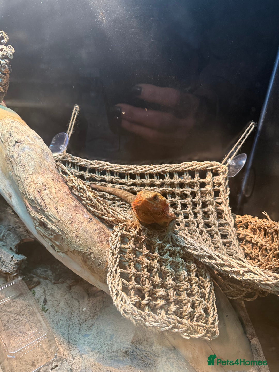 Bearded Dragon reptiles for sale: Bearded dragon & tank  - Advert 4