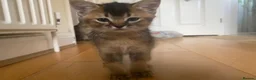 Abyssinian cats for sale: Four 3/4 Abyssinian 1/4 British shorthair kittens in Cambridge - Advert 11