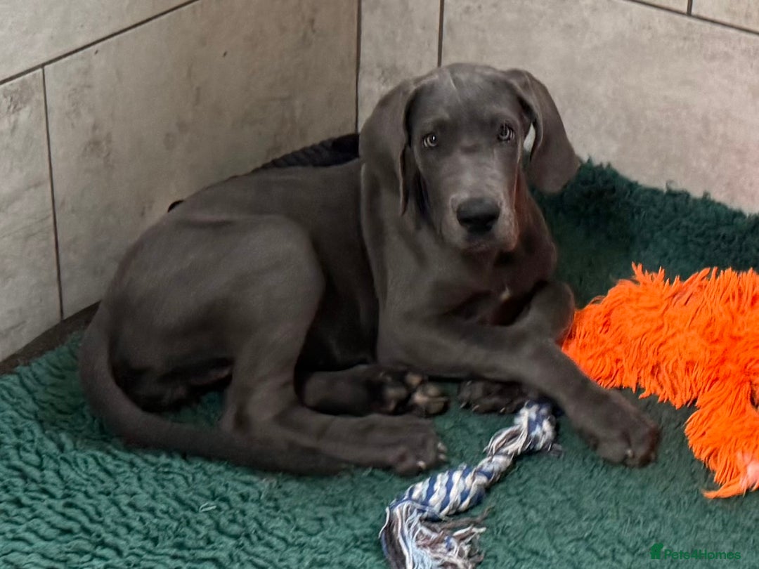 Great Dane dogs for sale: Beautiful Blue bred for Health and Temperament  in Worksop - Image 15