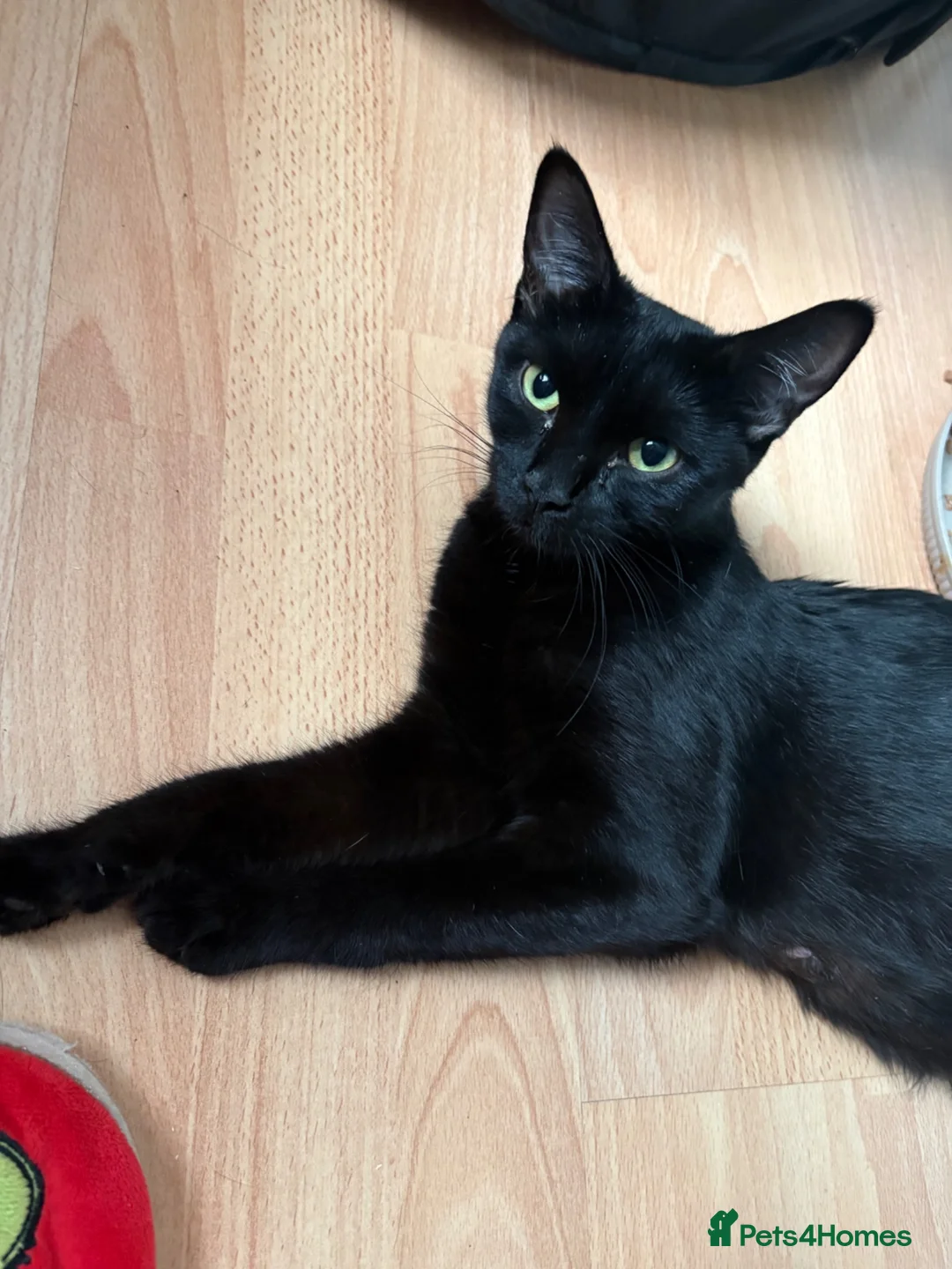 Domestic Shorthair cats for sale: 4 stunning babies  - Advert 22