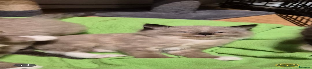 Mixed Breed Kitten 1