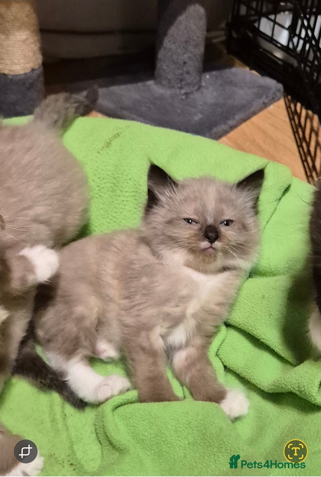 Mixed Breed cats for sale: Half Ragdoll kittens  - Advert 23