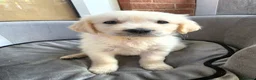 Golden Retriever dogs for sale: Cream Male Golden Retrievers - Advert 8