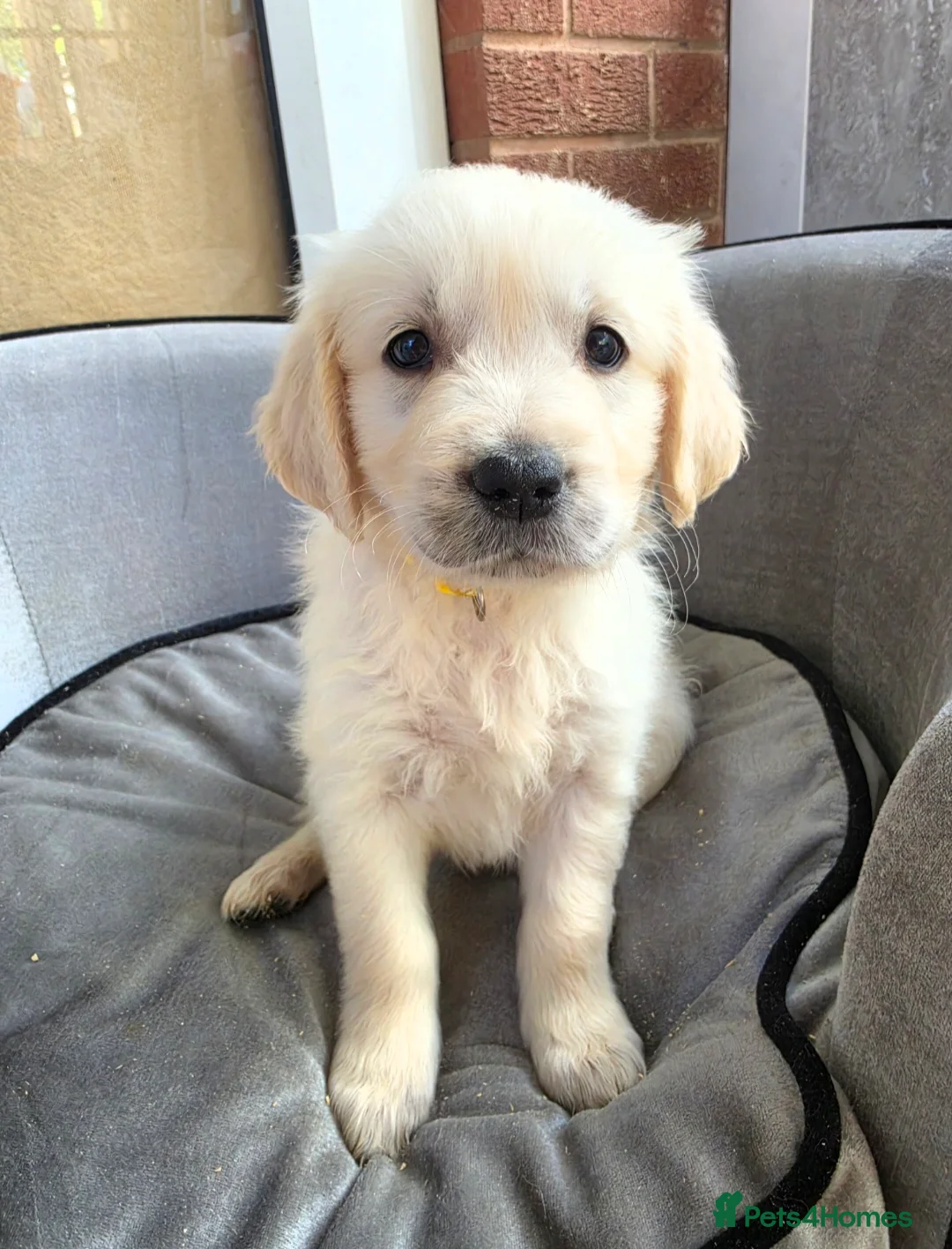Golden Retriever dogs for sale: Cream Male Golden Retrievers - Advert 8