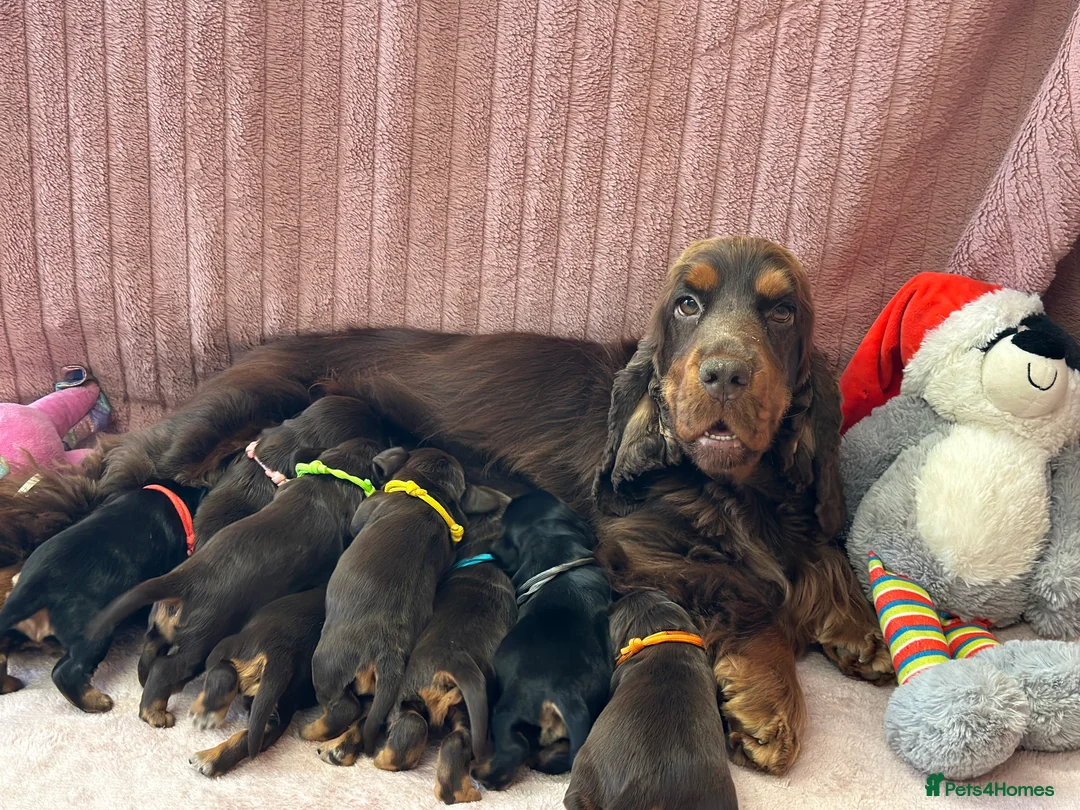 Cocker Spaniel dogs for sale: 6 month old chocolate and tan girl - Advert 9