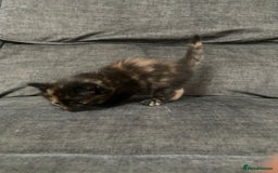 Mixed Breed cats for sale: Mixed kittens ready to go early december - Image 14