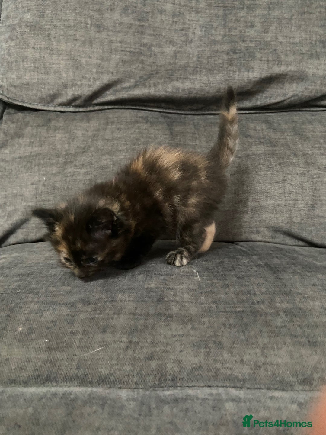 Mixed Breed cats for sale: Mixed kittens ready to go early december - Image 14