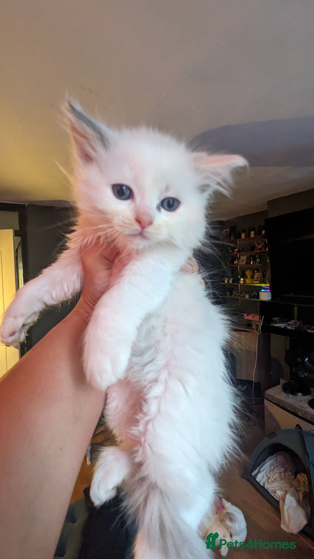 Ragdoll cats for sale: Beautiful ragdolls looking for their new families - Advert 3