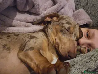 Dachshund dogs 7 month old dachshund dapple - Advert 10