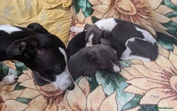 Whippet dogs for sale: Stunning whippet babies  - Image 8