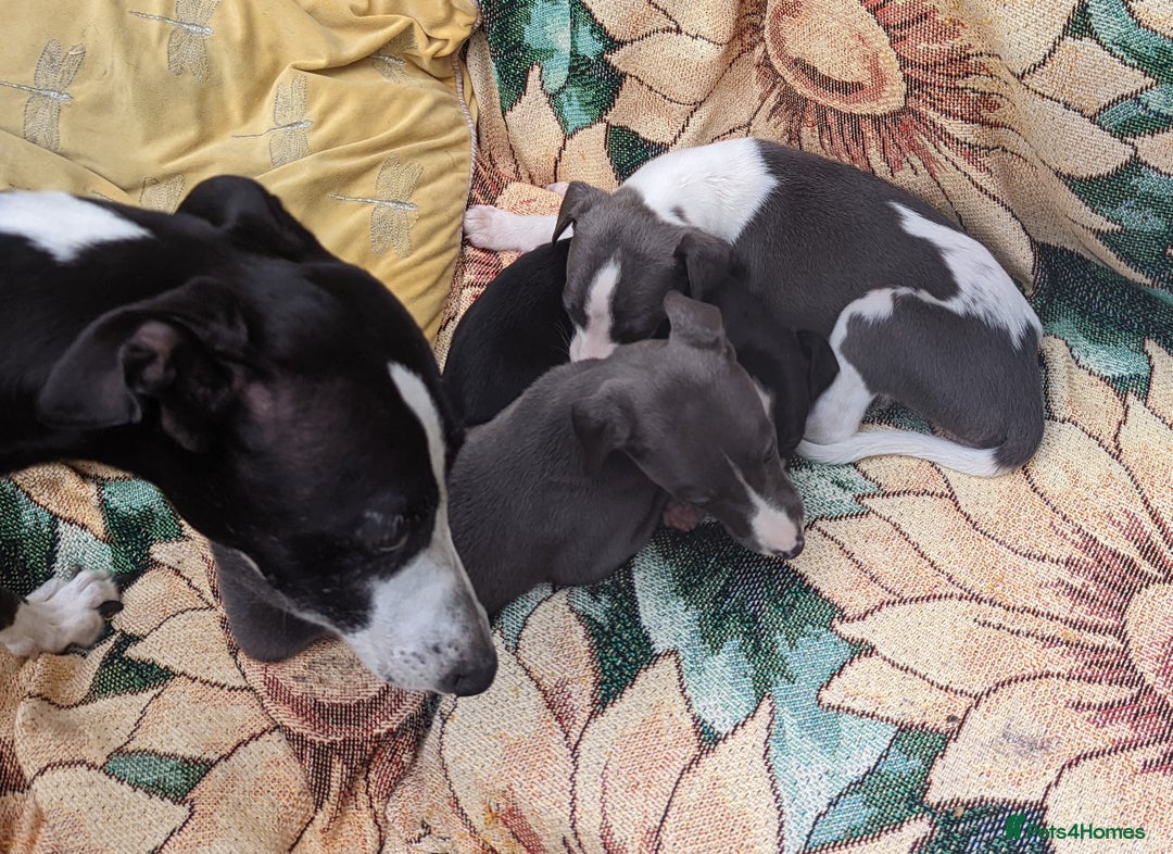 Whippet dogs for sale: Stunning whippet babies  - Image 8