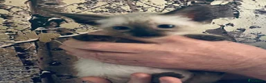 Siamese 1