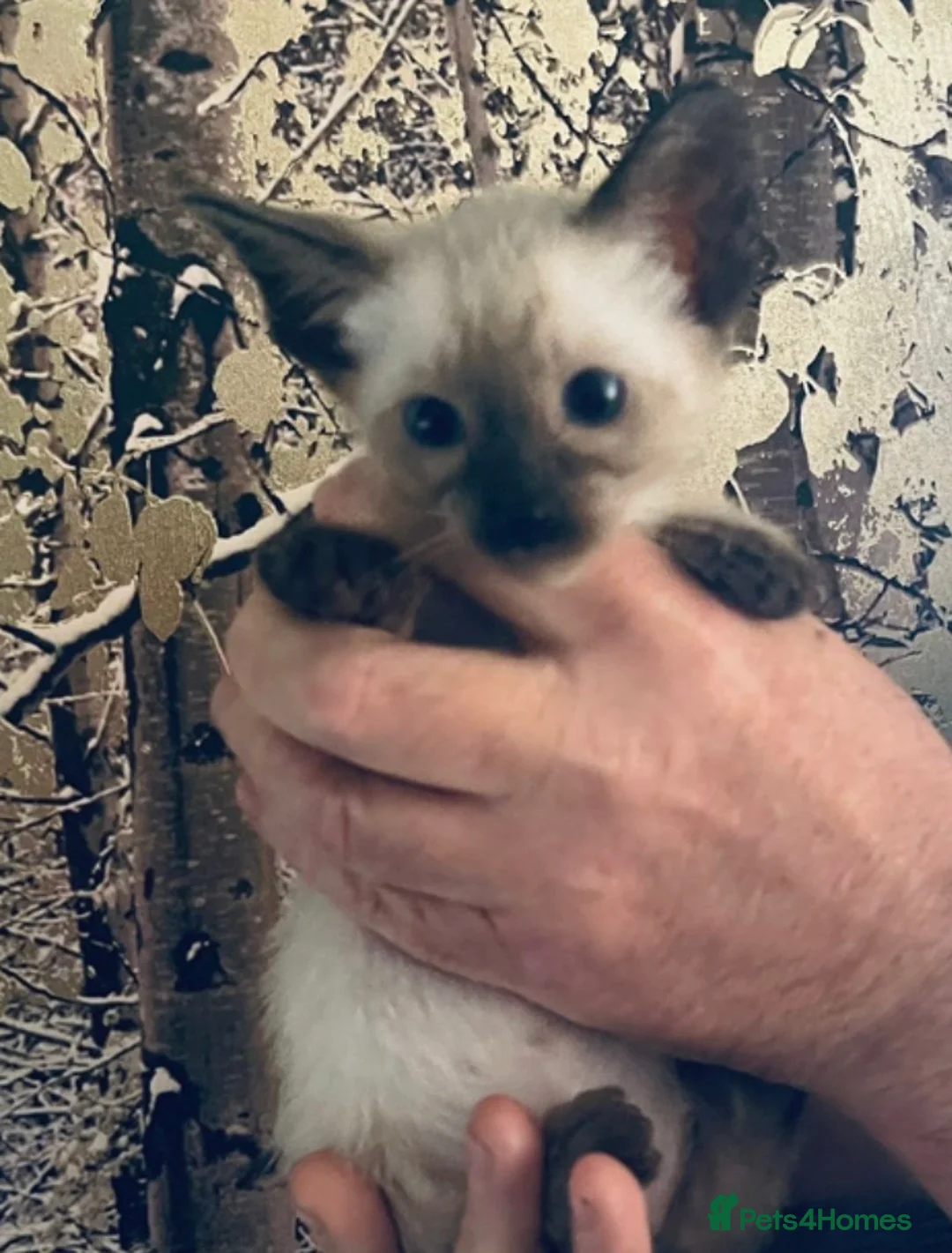 Siamese cats for sale: Stunning Siamese Kittens - Advert 3