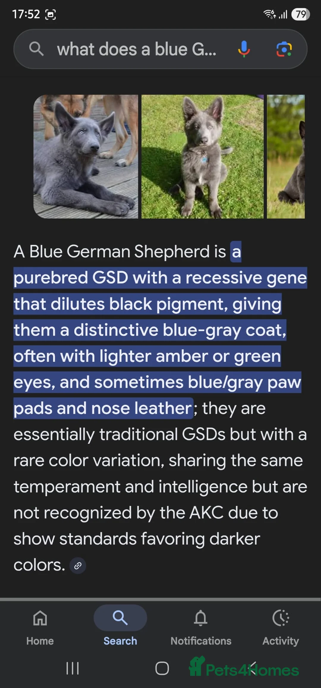 German Shepherd dogs for sale: 9 beautiful pure bred German Shepherd puppies - Advert 14