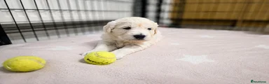 Golden Retriever - Boy