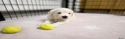 Golden Retriever dogs for sale: Adorable Golden Retriever Puppies for Sale! - Advert 6