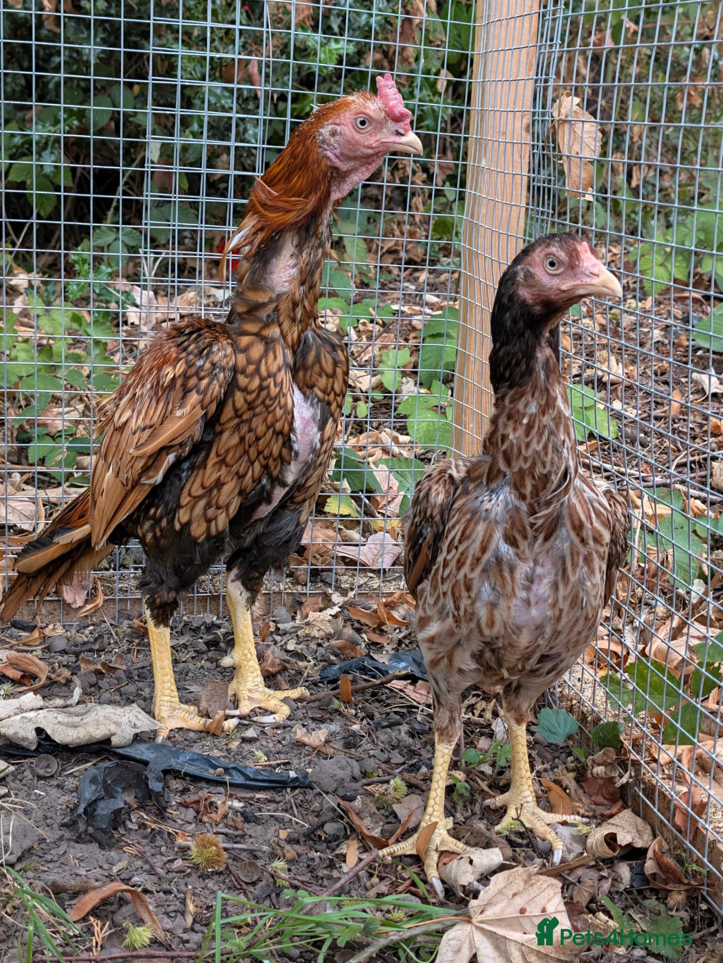 Chickens poultry Aseel Pair for Sale  - Advert 11