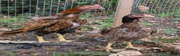 Chickens poultry for sale: Aseel Pair for Sale  - Advert 1