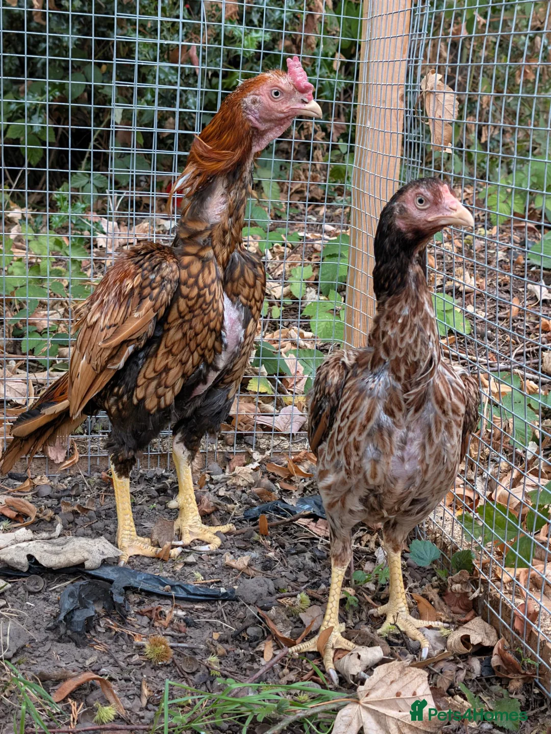 Chickens poultry for sale: Aseel Pair for Sale  - Advert 1