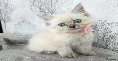 Siberian cats in Rhyl - Advert 6