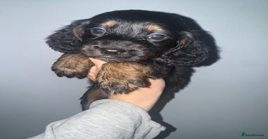 Cocker Spaniel dogs - Advert 3