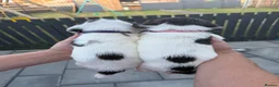 English Springer Spaniel dogs for sale: Quality English Working Springer Spaniel Puppies - Advert 8