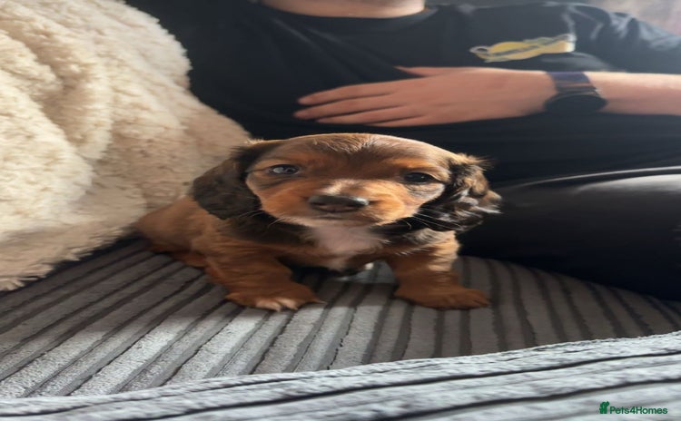 Miniature Dachshund dogs - Advert 2