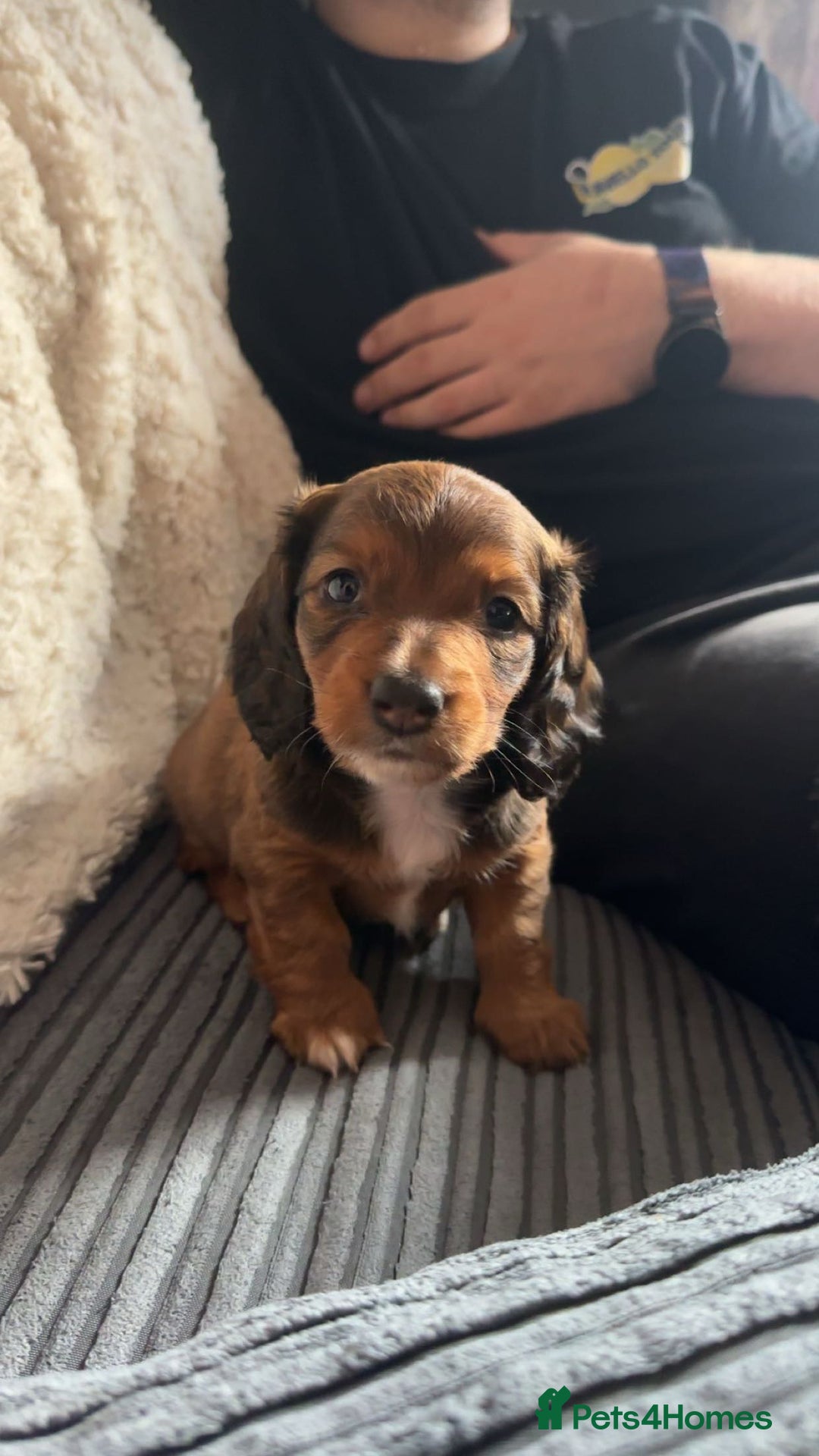 Miniature Dachshund dogs for sale: 1 Female Long Haired Miniature Dachshund - Image 1