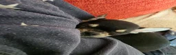 Chihuahua dogs for sale:  Beautiful tricoloured puppy in Bridgend - Advert 4