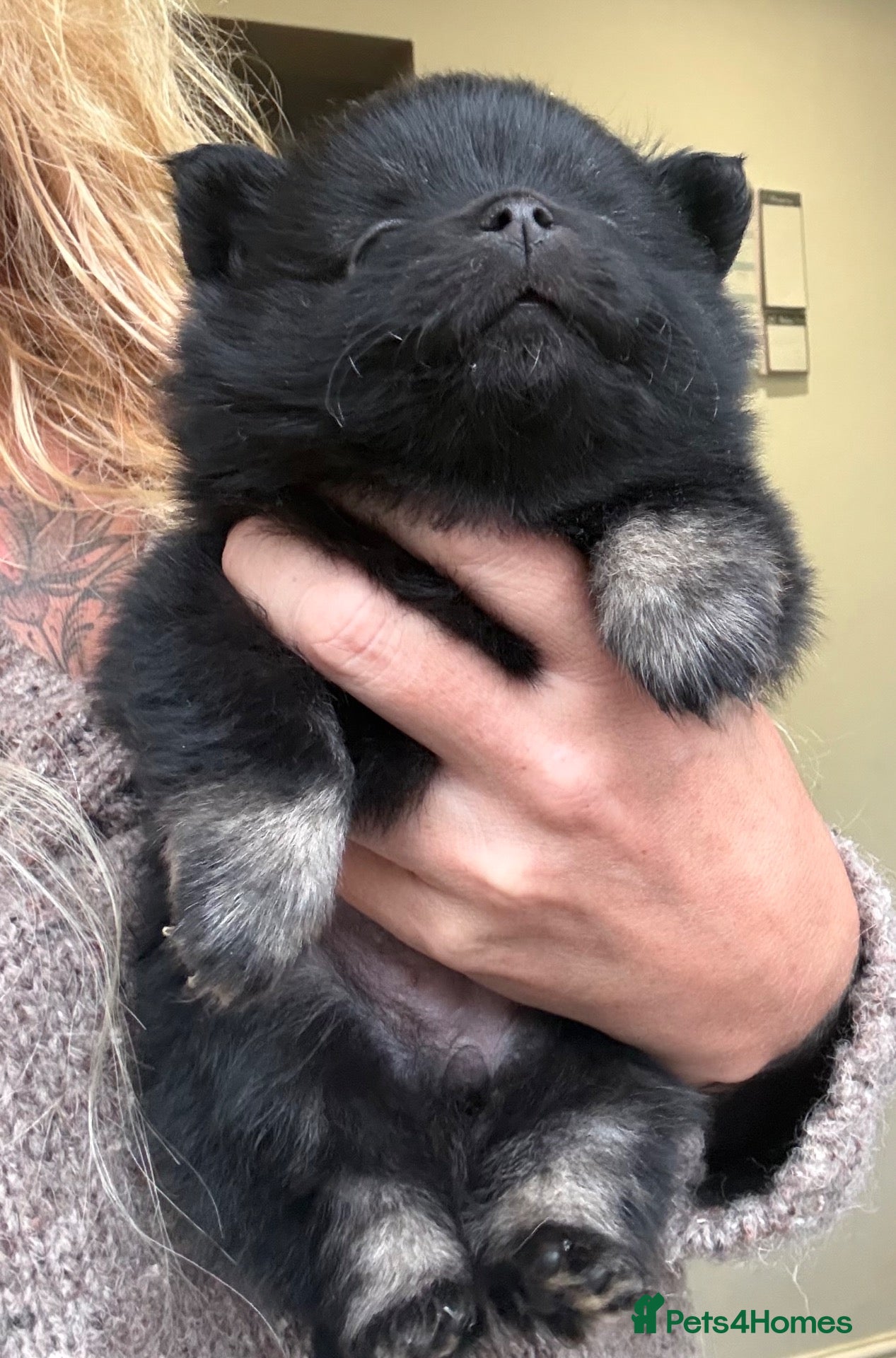 Pomchi dogs Stunning super friendly laidback little girl  - Advert 5