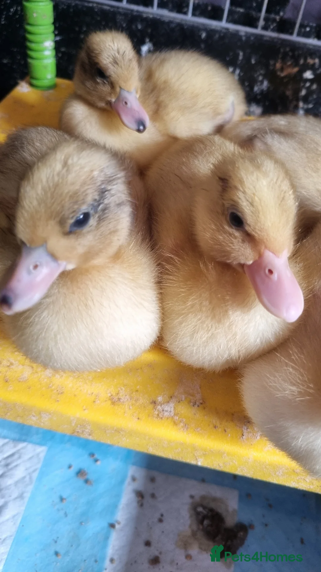 Ducks poultry for sale: Silver Call ducklings - Advert 4