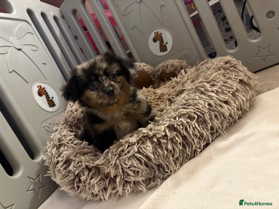 Mixed Breed dogs for sale: Miniature Dachshund x Pomeranian  - Advert 2
