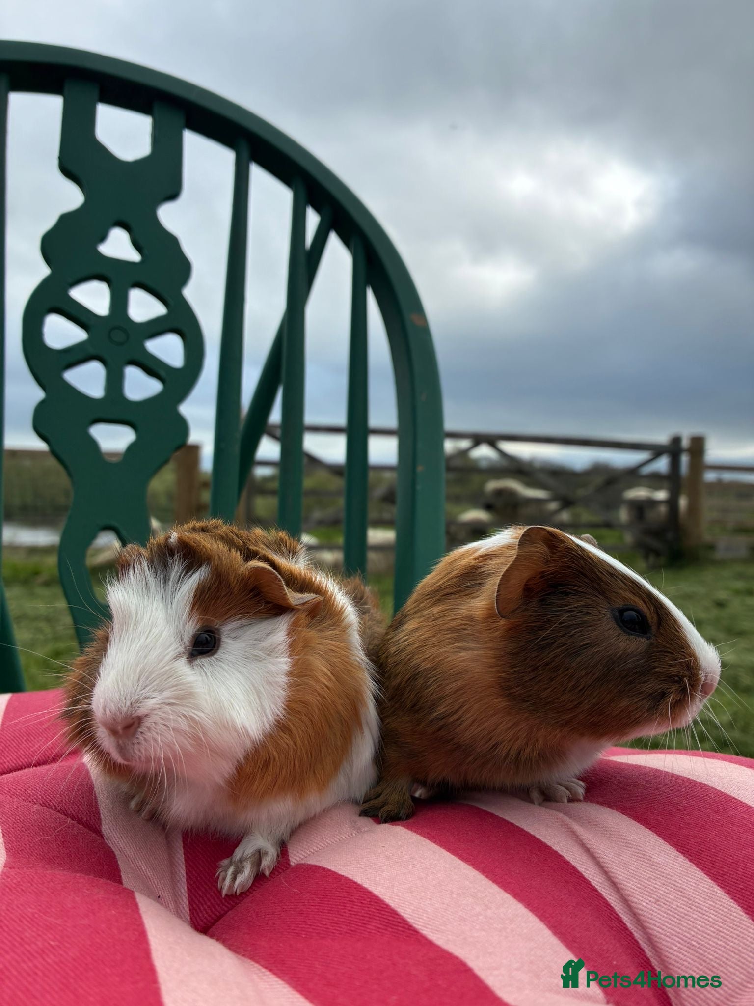 Guinea Pig rodents Baby guinea pigs for sale  - Advert 2