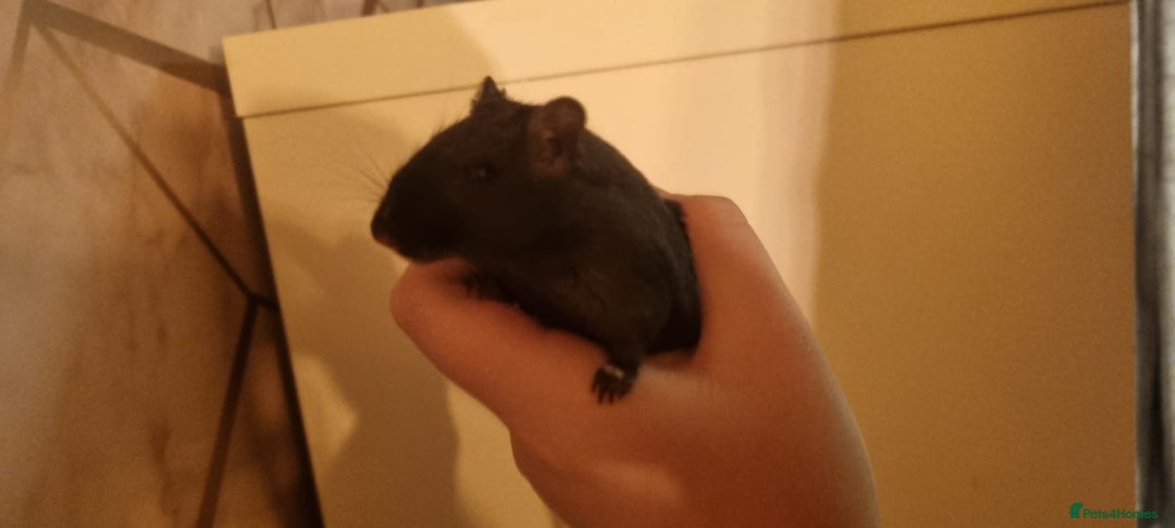 Gerbil rodents for sale: 2 gerbils - Advert 5