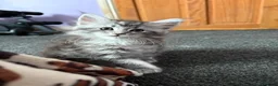 Maine Coon cats for sale: 4 Stunning pure Maine Coon Kittens - Advert 15
