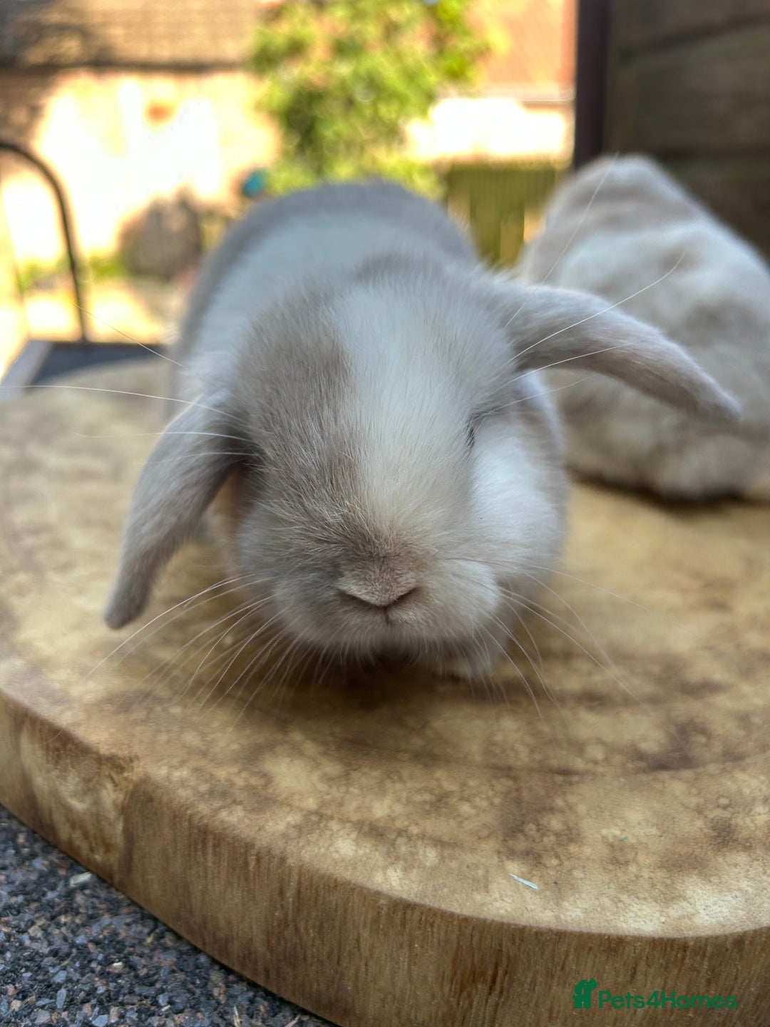 Mini Lop rabbits for sale: Beautiful Mini Lops - Image 5
