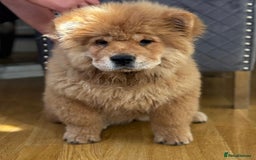Chow Chow dogs for sale: 5 TOP QUALITY CHOWS 🦁🏡 (REDUCED) - Image 2
