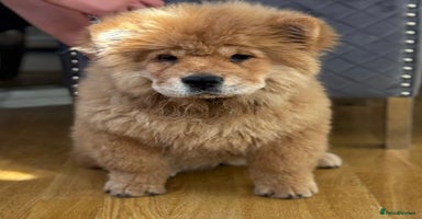 Chow Chow dogs - Advert 3