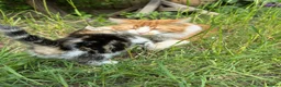 Mixed Breed cats for sale: 4x Maincoon X American Wire Hair Kittens for sale  in Stourport-on-Severn - Advert 31