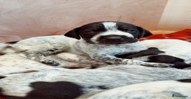 German Shorthaired Pointer dogs - Advert 5