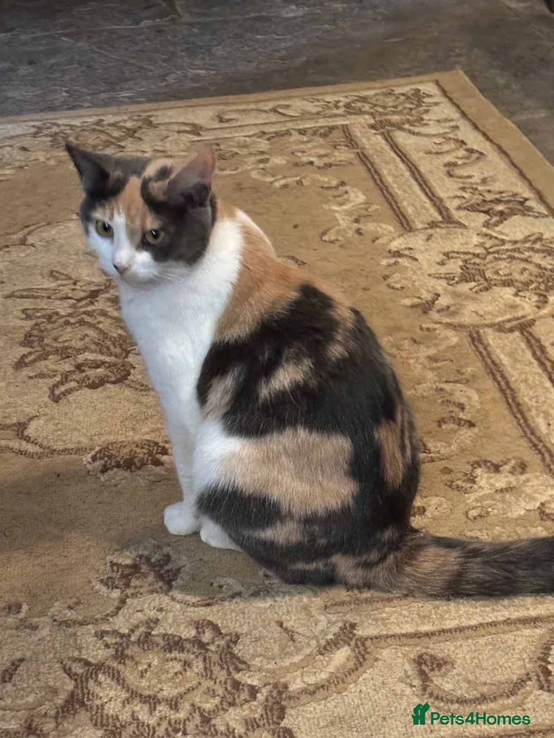 Mixed Breed cats for sale: 2 Gorgeous Male Kittens - Advert 2